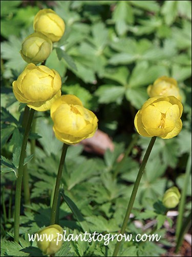 The tight ball shaped flower buds.